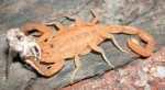 955338dca0rpion21.jpg1 150x82 Scorpion Story